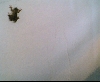 spider man2