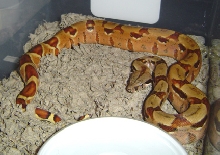 chili