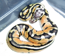 male