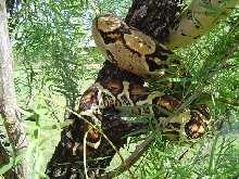 rings tail