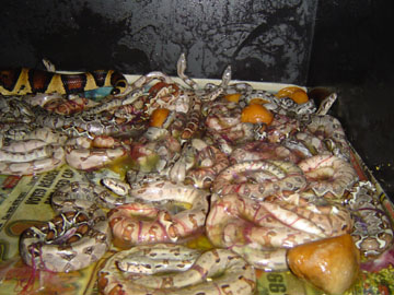 Robin's 2005 litter