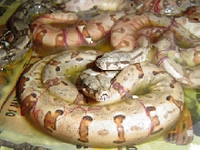 a baby at the front of the pile