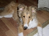 My puppy Echo