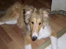 My puppy Echo