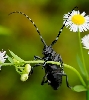 Beetle1