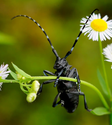 Beetle1