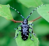 Beetle2