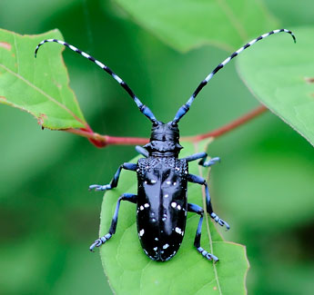 Beetle2