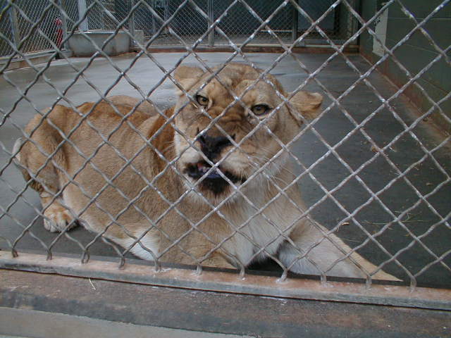 grrrr