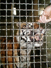 tiger