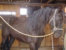 Black Hawk for grooming