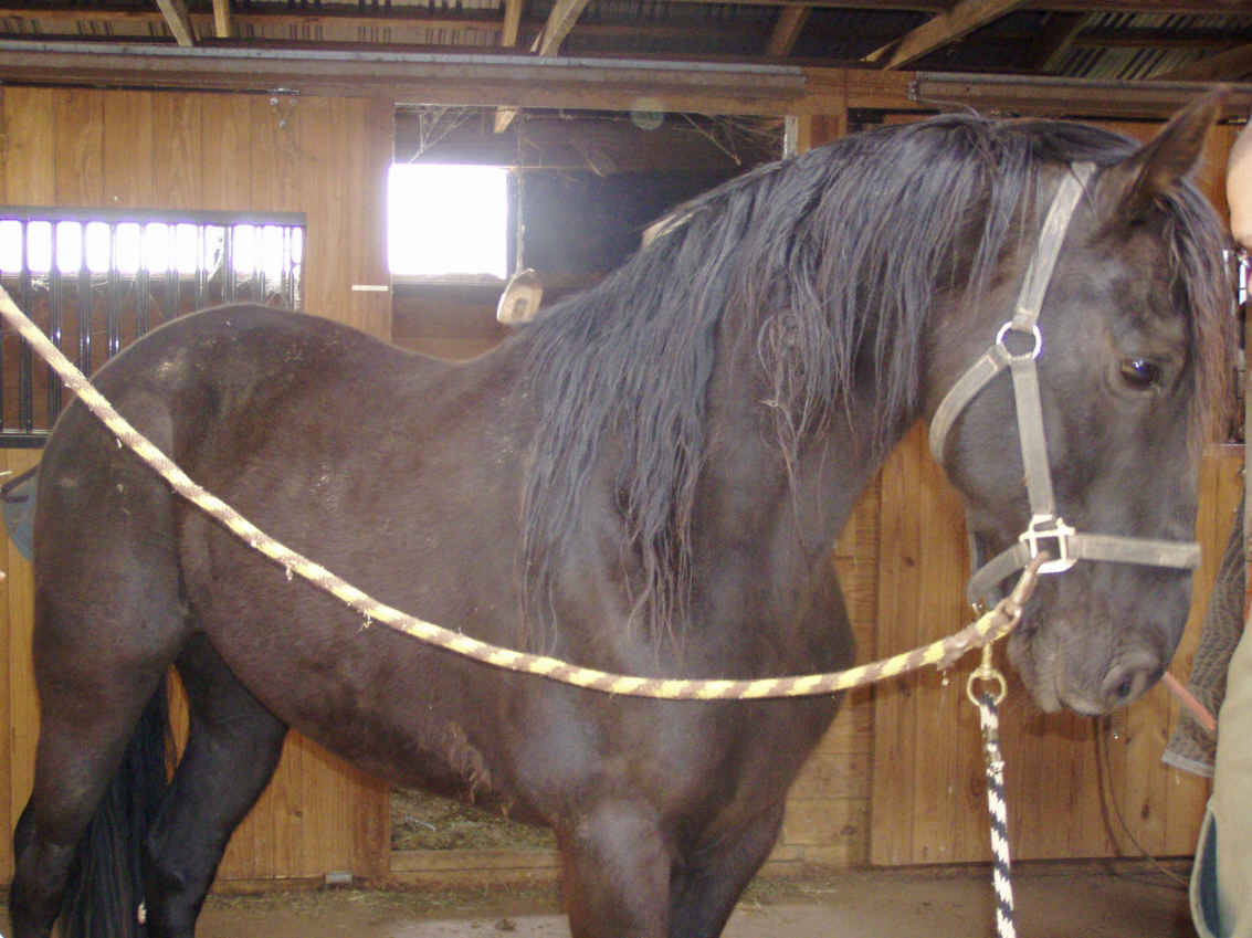 Black Hawk for grooming