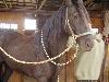 Black Hawk for grooming