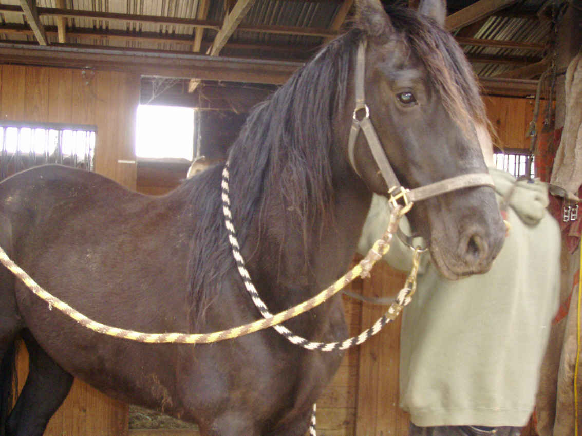 Black Hawk for grooming