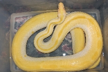 Lucy (big Albino green female)
