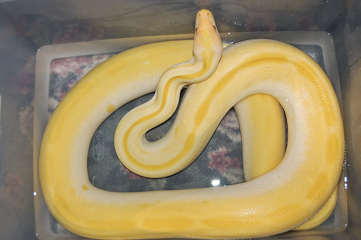 Lucy (big Albino green female)