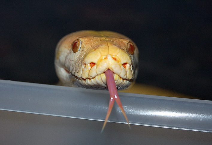Sniffing the camera