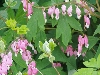 Our Bleeding Hearts