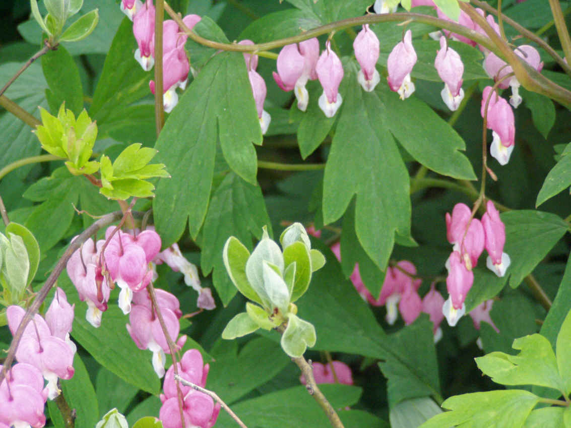 Our Bleeding Hearts