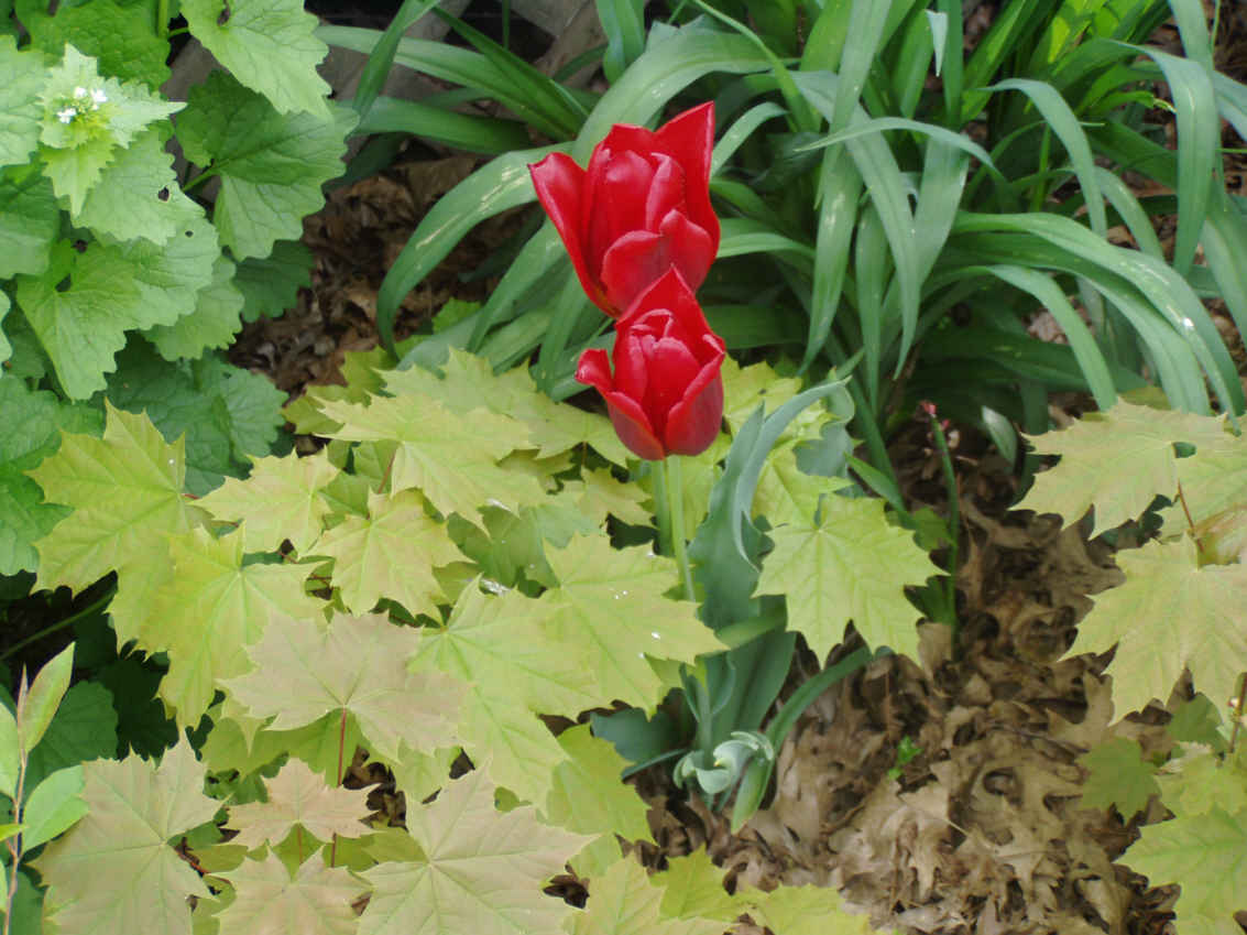 Our Tulips