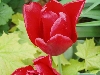 Opening Tulips