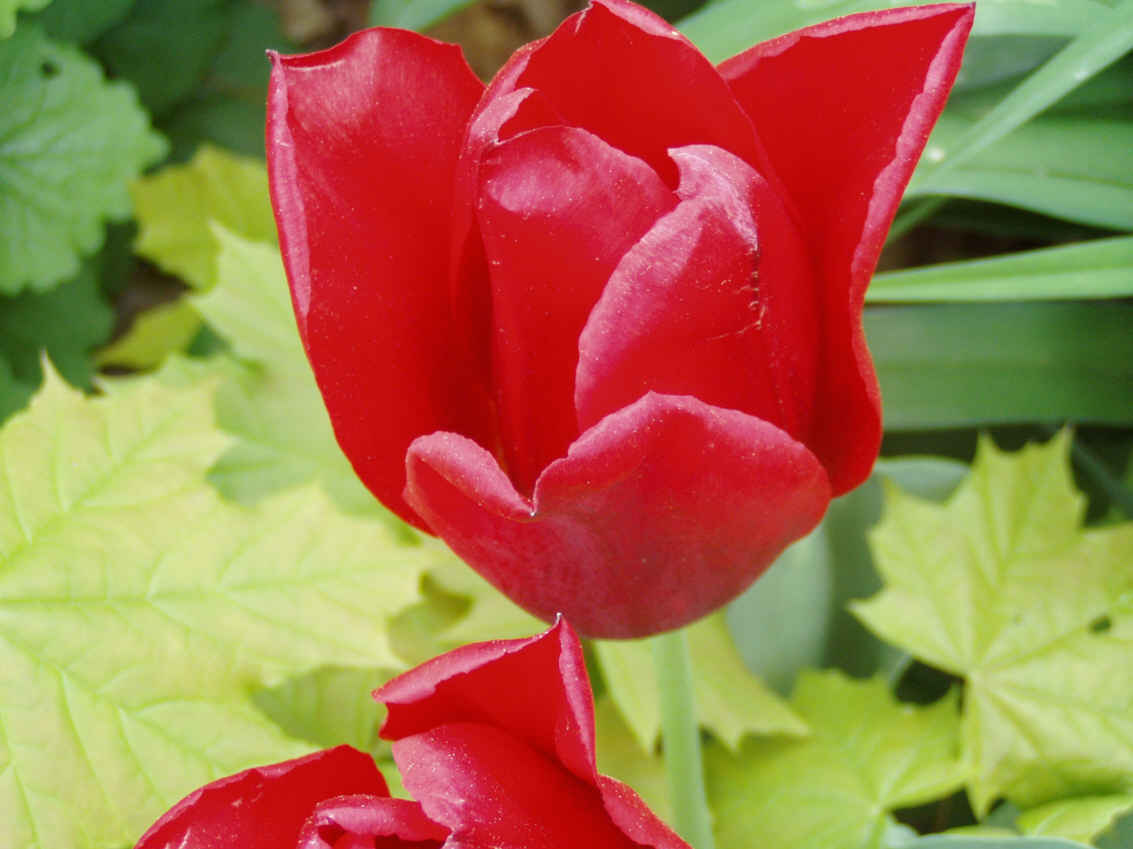 Opening Tulips
