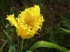our garden