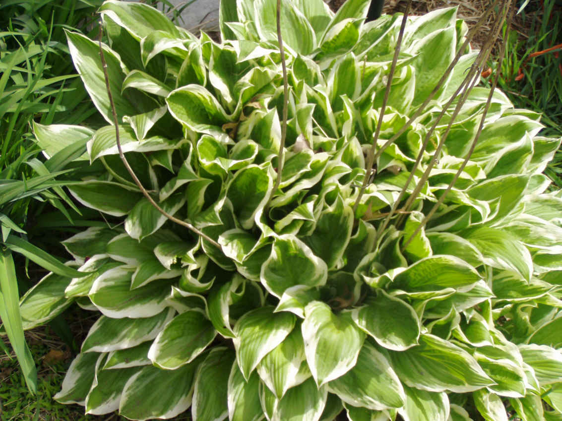 Hosta any one?