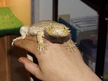 Hypo snow (Monster)