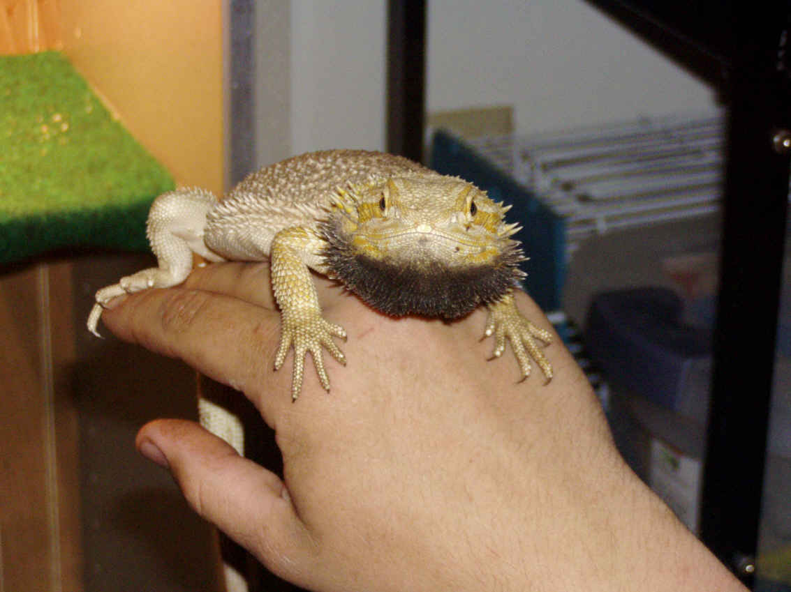 Hypo snow (Monster)