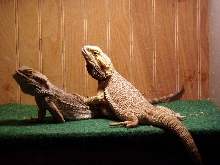 Monster And Stubs