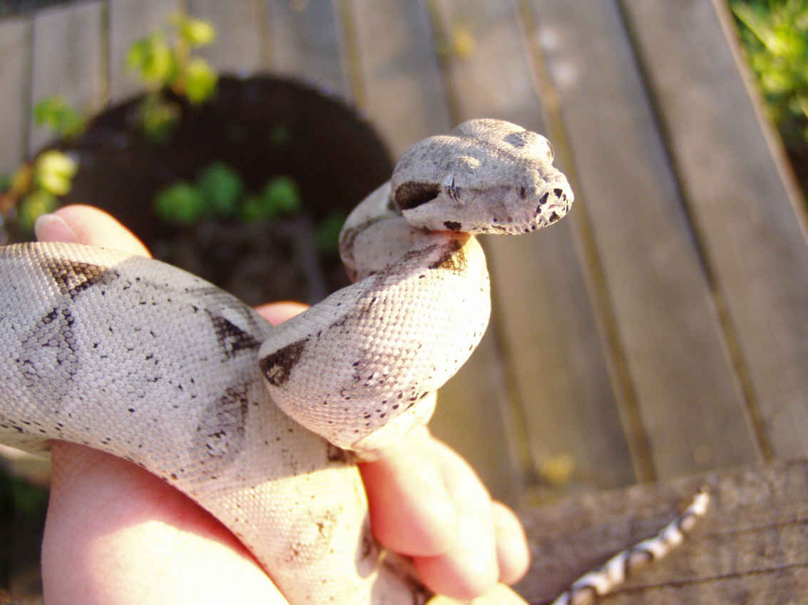 Oreo The Anery