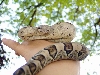 Oreo again