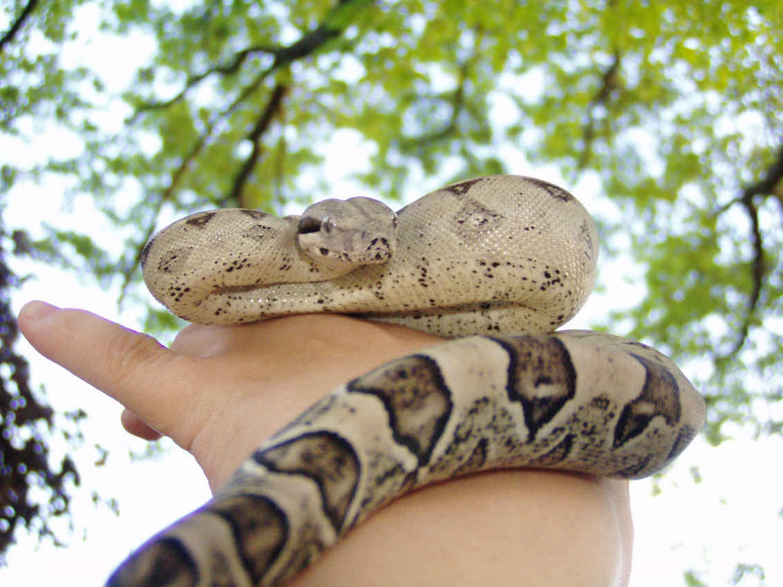 Oreo again