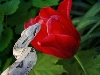 Oreo sniffing a tulip