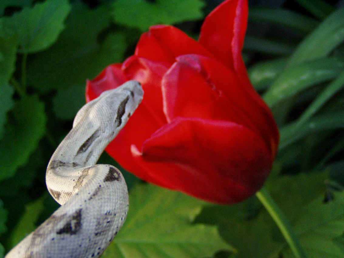 Oreo sniffing a tulip