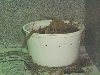 female crested in her nest cup