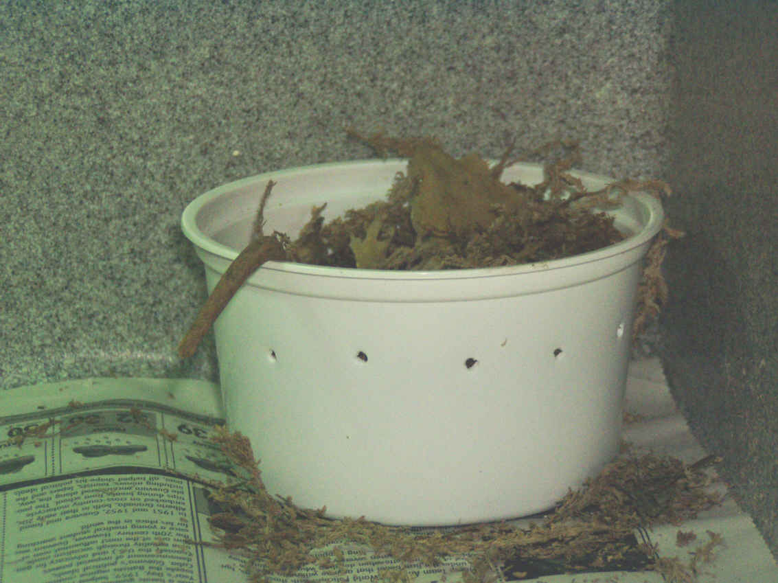 female crested in her nest cup