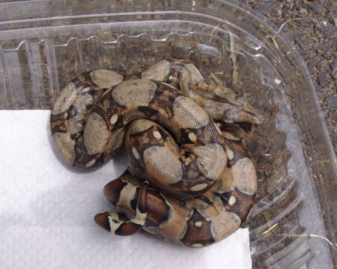 Pastel Female