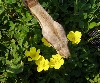 Female Salmon 66% Poss DH snow