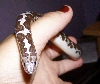 Anery sand boa?