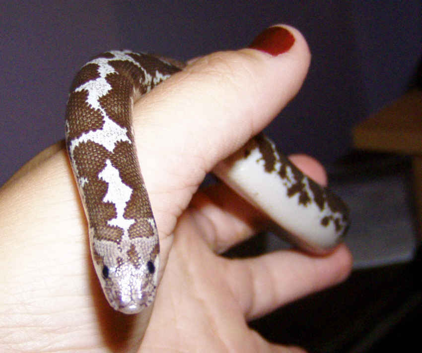Anery sand boa?