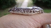 Sand boa
