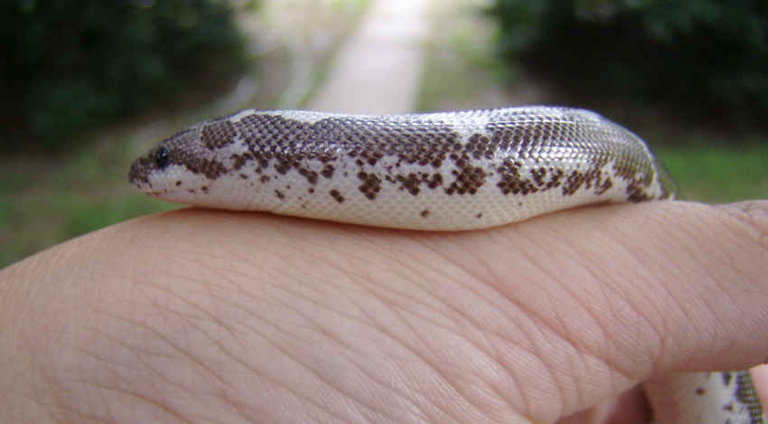 Sand boa