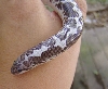 sand boa