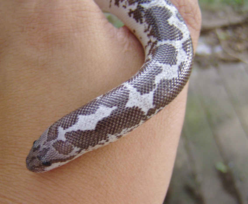 sand boa