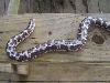 sand boa