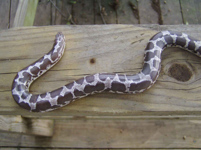 sand boa