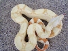 2004 Male Striped Albino Boa Constrictor