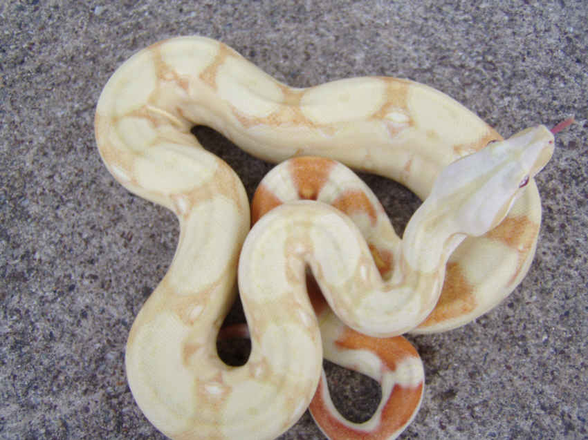 2004 Male Striped Albino Boa Constrictor